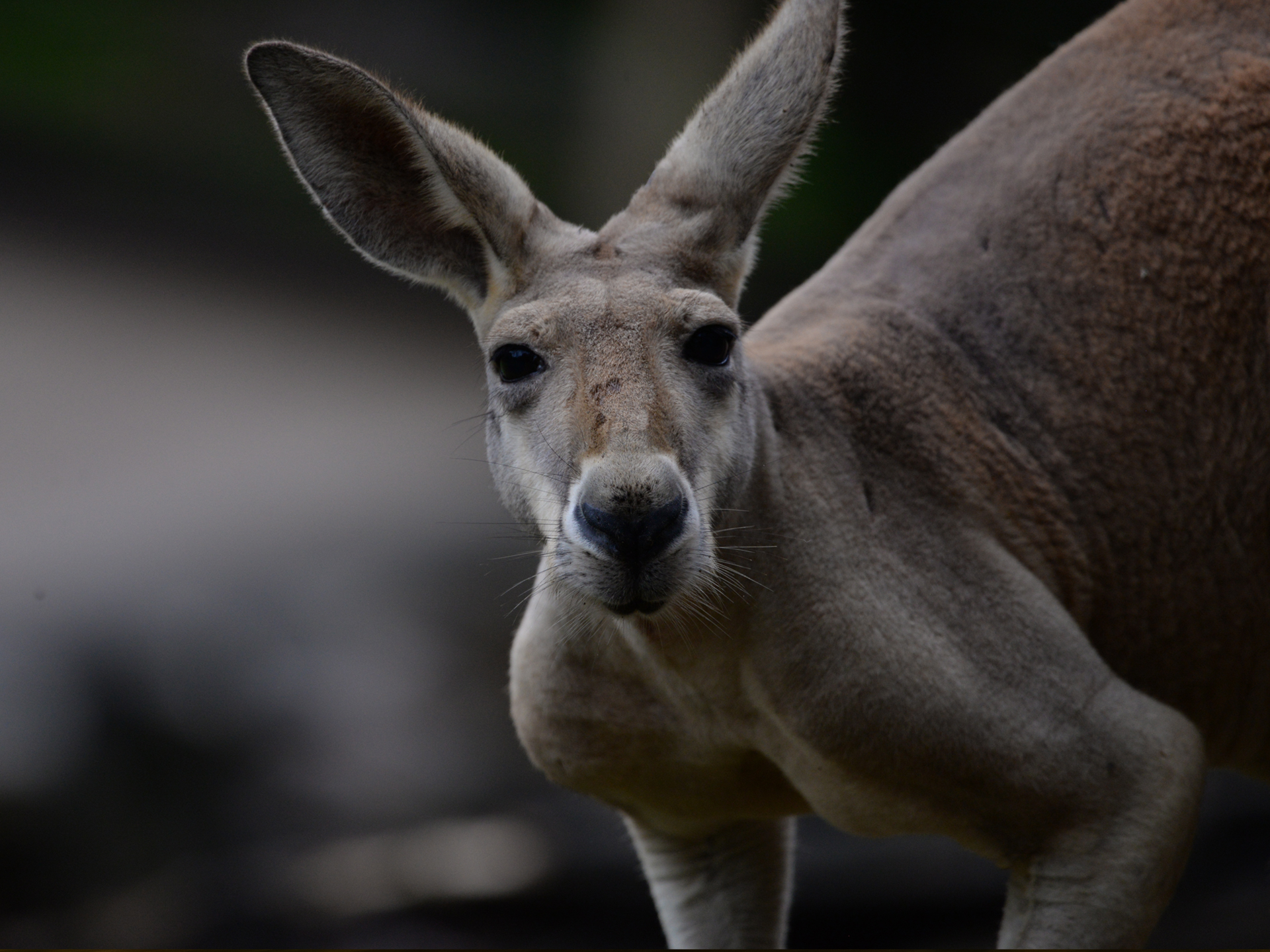 Kangaroo by Jack Gamble Photo and Video