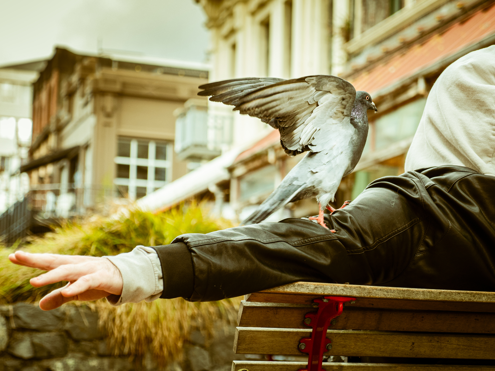 Pigeon Man by Jack Gamble Photo and Video